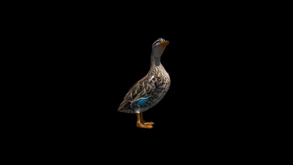 Duck Transparent Alpha Loop