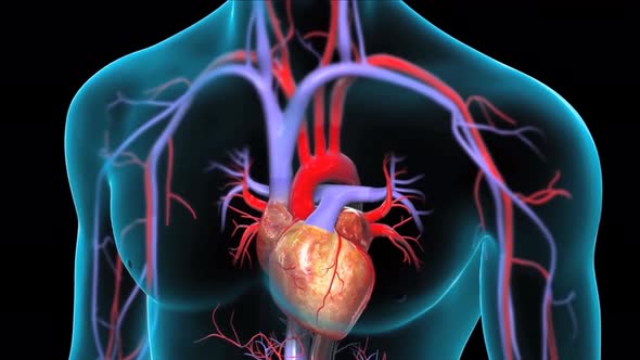 Human heart, realistic anatomy 3d model of human heart on the monitor