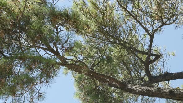 Green needle like Pinus contorta twisted tree crown and branches against blue sky 4K 2160p 30fps Ult