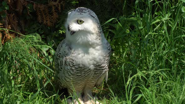 Polar Owl. Arctic bird.