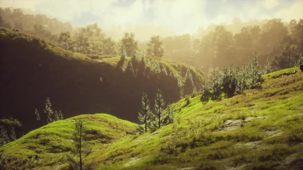 Green Trees in Canyon at Sunset with Fog