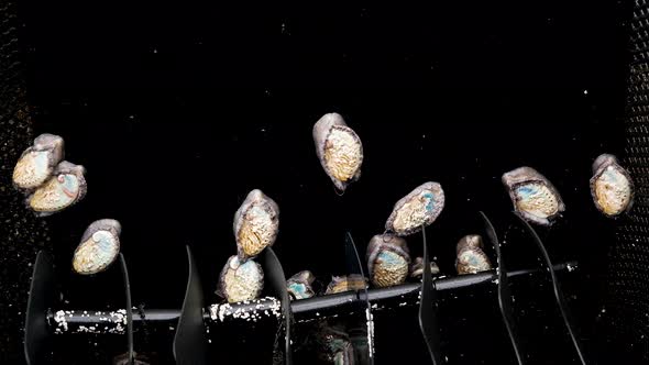 Immature abalone crawling down side of tank; farmed  marine mollusks