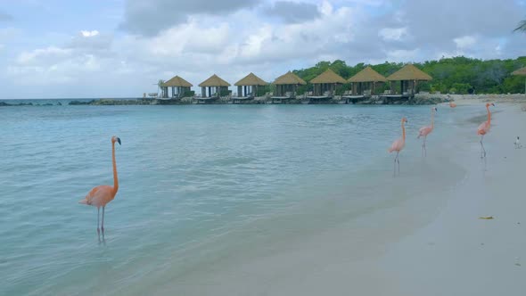 Aruba Beach with Pink Flamingos at the Beach Flamingo at the Beach in Aruba Island Caribbean