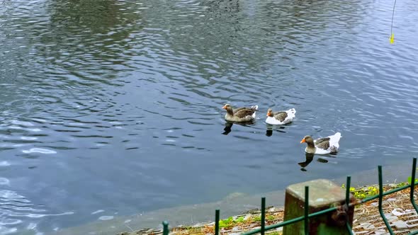 Ducks Swimming in the Lake