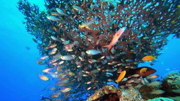 Glassfish Life Coral Garden