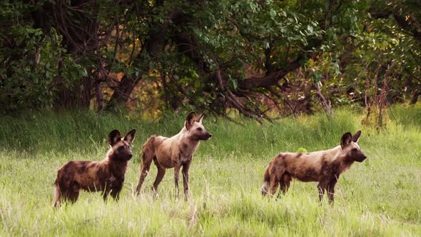 Pack of African Wild Dogs in Okavango Delta, Alpha dog walks away, out of frame. Telephoto shot.