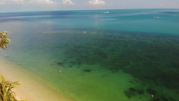 Palms on Beach Near Blue Sea. Drone View of Tropical Coconut Palms Growing on Sandy Shore