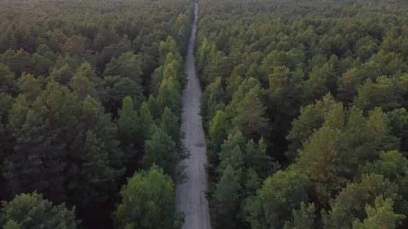 Aerial view flying over a dirt forest road green trees of dense woods growing both sides. pine fores
