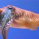 Close Up of Cuttlefish Sepia Officinalis - VideoHive Item for Sale