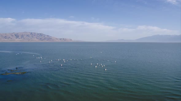 Flying towards pelicans on lake