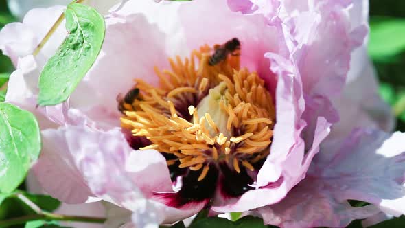 Bee flies to beautiful tired flower peony