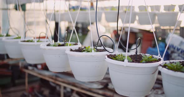 Agriculture - Flower Seedlings in Greenhouse