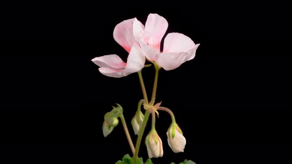 Time Lapse of Opening Pink Geranium ( Pelargonium ) Flower