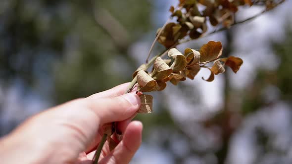 Female Hands Touching a Branch with Withered Dry Leaves in Rays of Sunlight