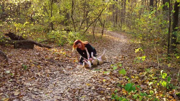 Cute girl playing with pet American Staffordshire terrier in autumn forest