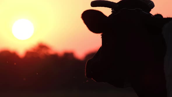 Silhouette of a Cow at a Bright Yellow Sunset