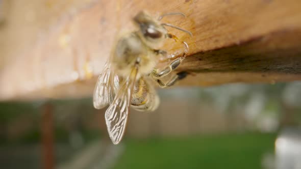 Honey Bee Eating Honey From a Wooden Honeycomb Frame in an Apiary Outdoors