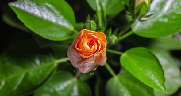 Time lapse of a blooming hibiscus flower