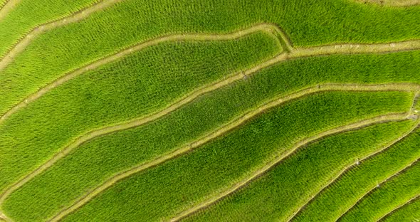 Rice Field Terrace on Mountain Agriculture Land