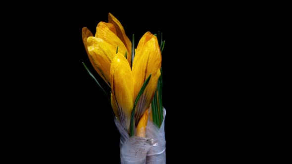 Yellow Crocus Flower Opening and Wilting in Time Lapse on a Black Background