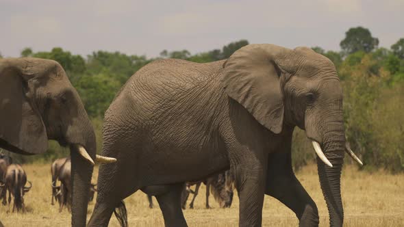 Elephants walking by gnus