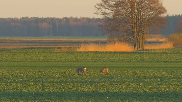 Group of European roe deer (Capreolus capreolus) walking and eating on a rapeseed field in the eveni