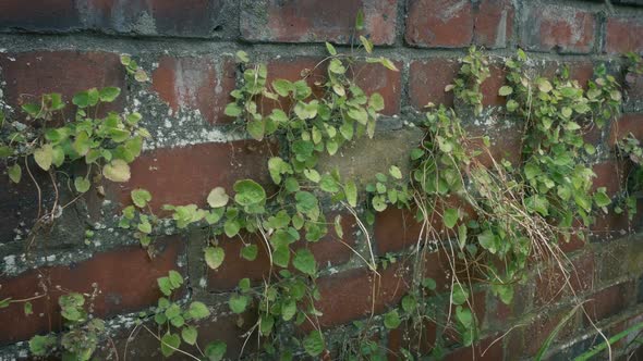 Brick Wall With Plants Growing On It