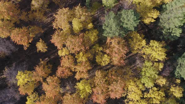 Aerial Footage of Colorful Forest in Autumn Season
