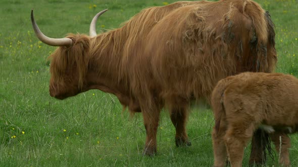 Scottish Highland cow with a calf