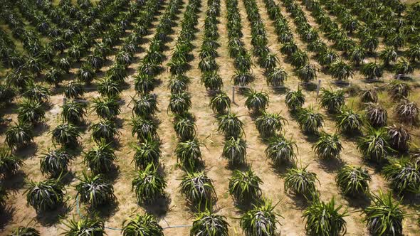 Aerial, dragon fruit pitaya plantation. Rows of trees growing fruit