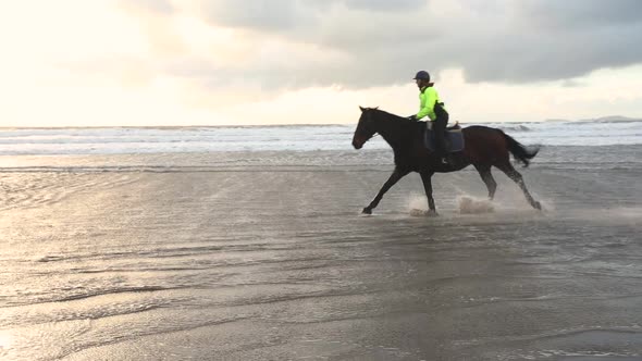 Horses at gallop on the beach at sunset, slow motion