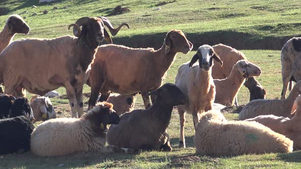 Newly Sheared Sheep Herd in Mountain at Morning