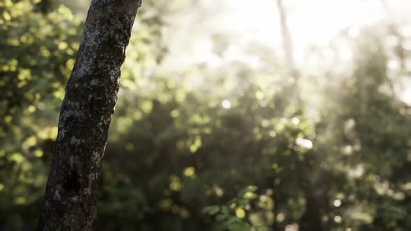 Foggy Forest in Early Morning