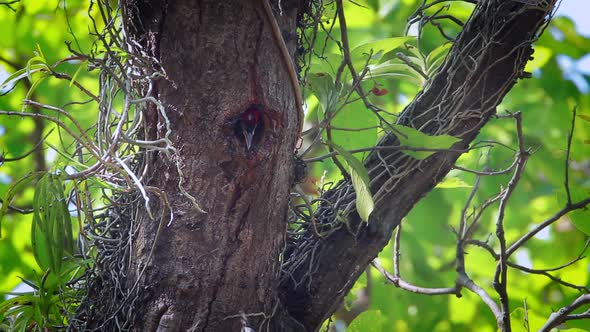 Black-rumped flameback in Bardia national park, Nepal