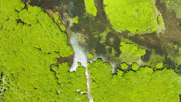 Aerial View of Mangrove Forest and River