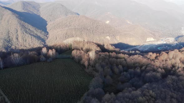 Drone Shot of Top View on Green Tea Plantation in Winter