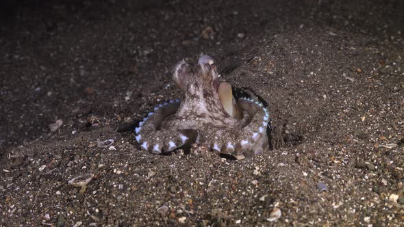 coconut octopus searching for food at night waving it's arms over the sandy ocean floor.