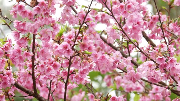 Pink Flowers