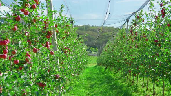 Green Path Between Rows of Apple Trees with Ripe Fruits