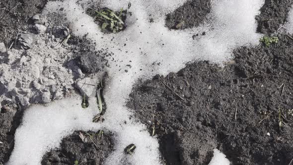 Pouring Ash From Fireplaces Onto a Bed of Snow in Spring