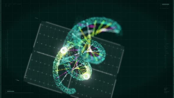 DNA Molecule Is Visualized In 3d Graphics In digital Computer Software Program