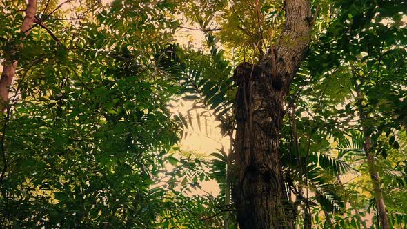 Flying Underneath Jungle At Sunset