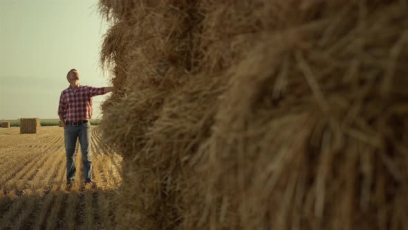 Man Examine Hay Stack at Golden Farmland