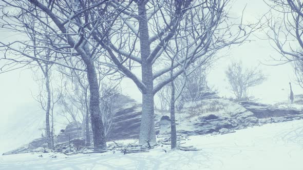 Winter Deciduous Forest on a Foggy Morning