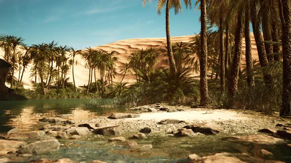 Green Oasis with Pond in Sahara Desert