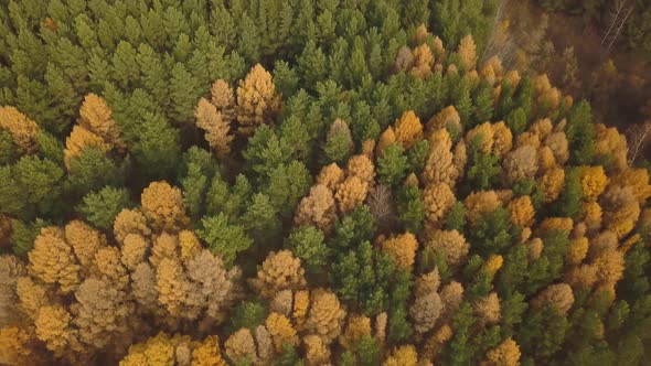 Aerial Footage of Colorful Forest in Autumn Season. Yellow and Green Trees