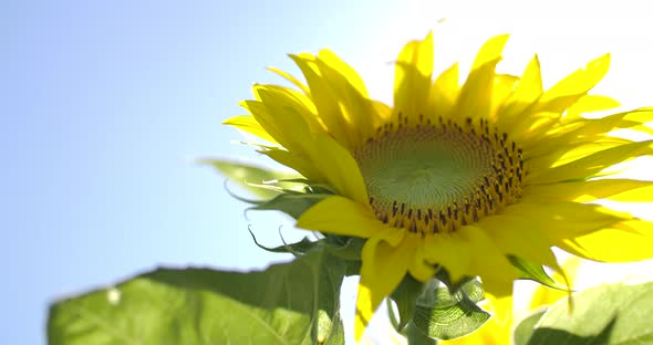 Dance Of A Sunflower