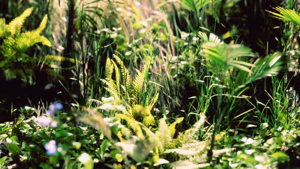 Close Up Jungle Grass and Plants