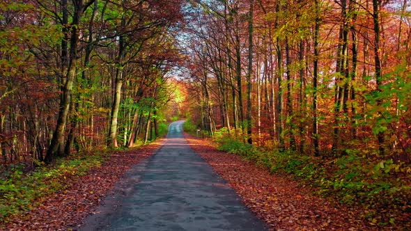 Asphalt road through forest in sunny autumn, aerial view