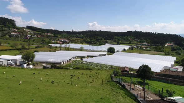 Agriculture Concept. Sheeps grazing in The Field and Greenhouses